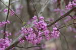 Eastern redbud